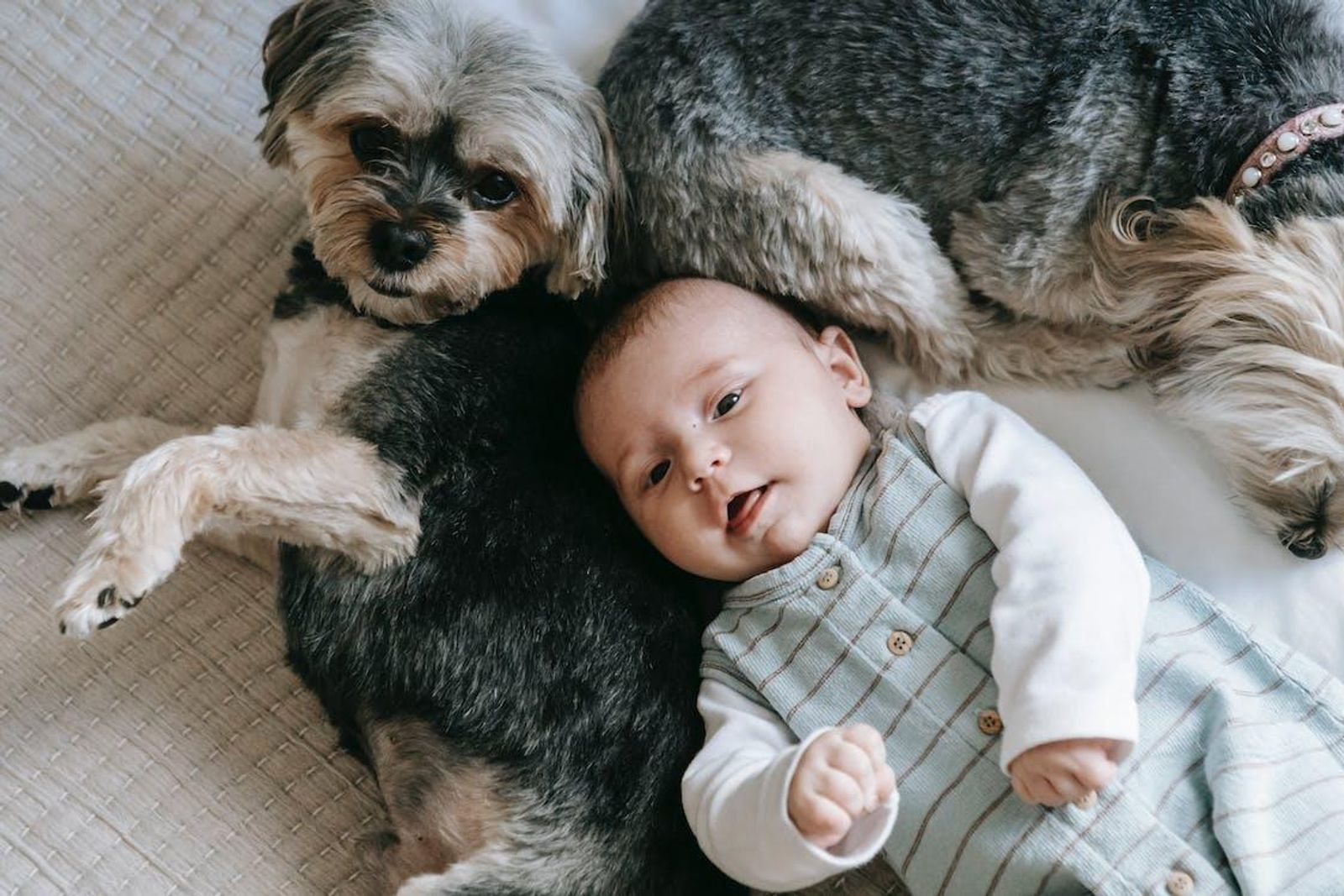 Baby and a Cute Dog laying down together - How to Introduce Your Dog to a Baby - Pet Pavilioni