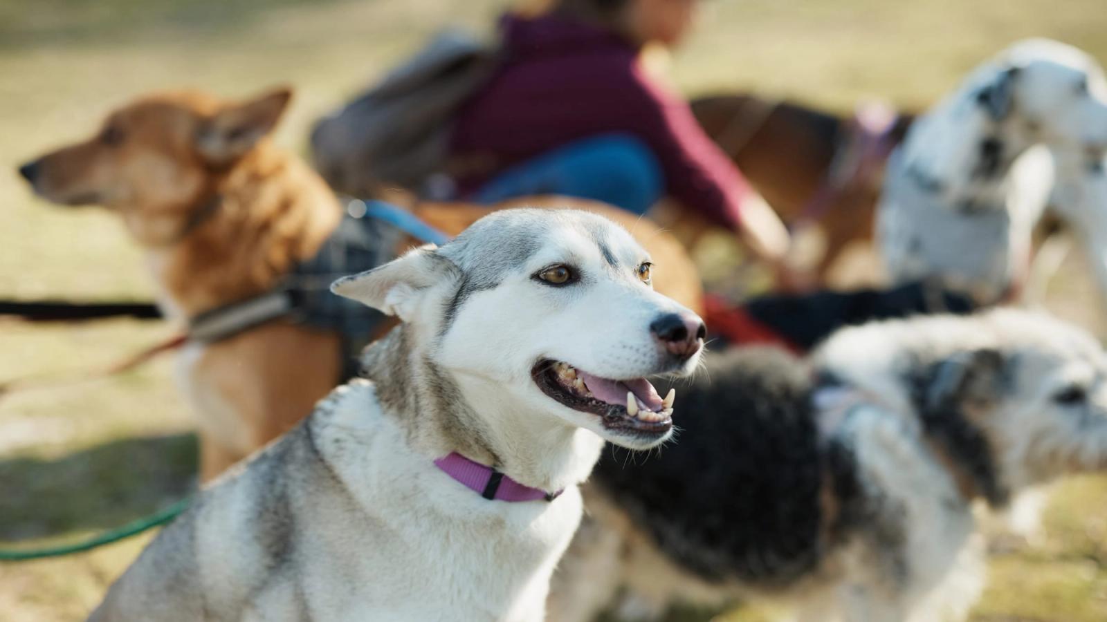 The Right One: Guide on Choosing the Dog Breed for Your Lifestyle