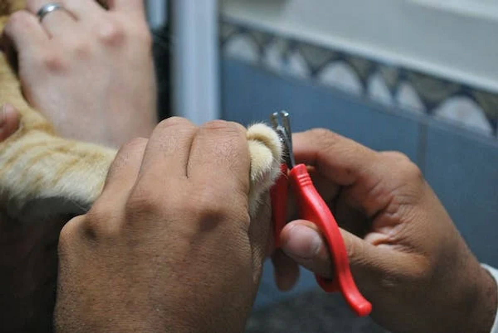 pet grooming