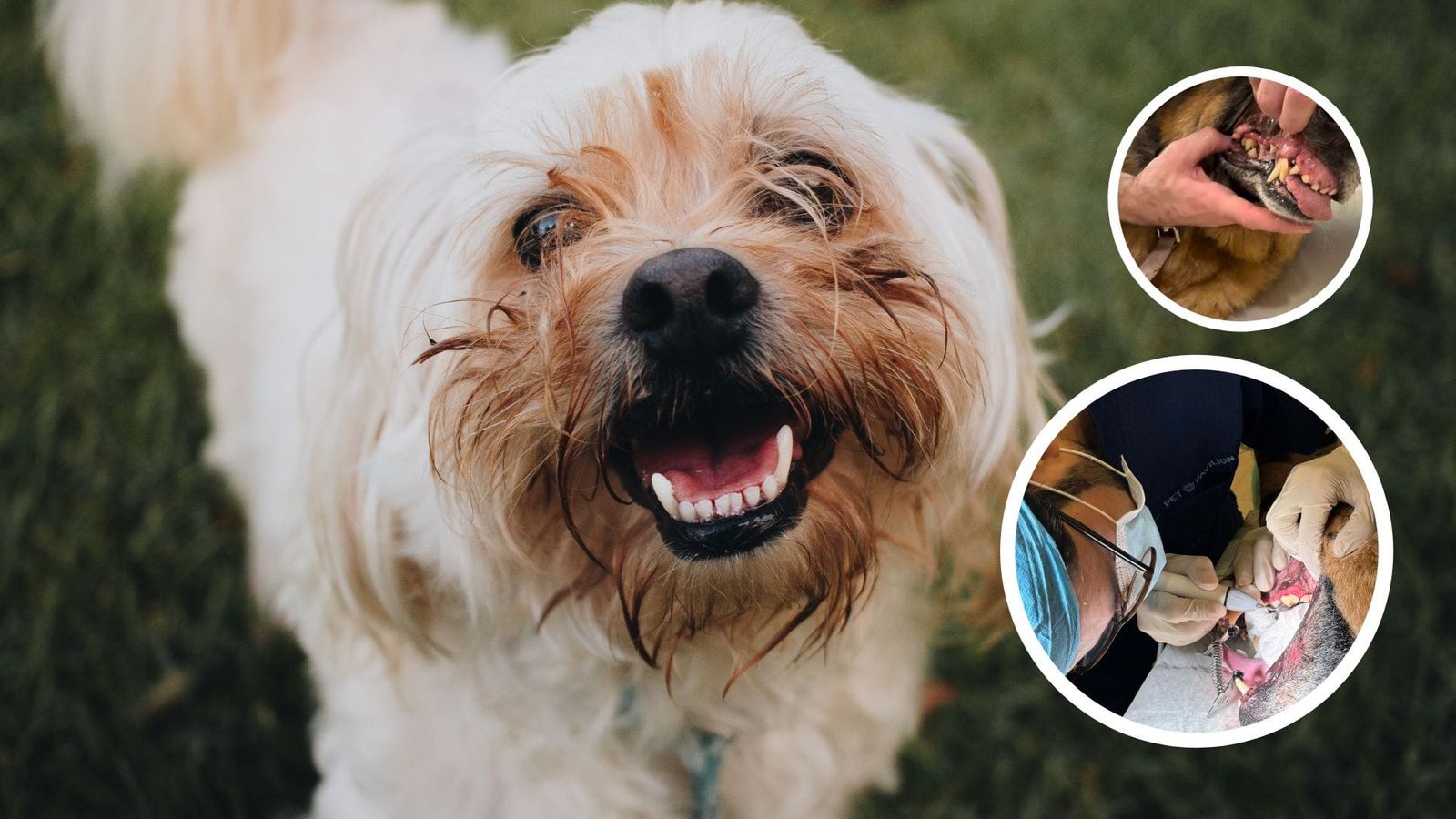 Fresh Breath, Happy Dog: The Untold Benefits of Dog Dental Scaling