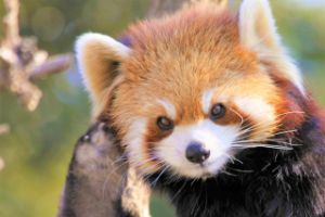 武井 未来 / Mirai Takei