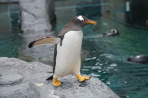 福代 育実 / Ikumi Fukushiro