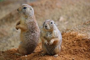 小巻 諒昌 / Ryosuke Komaki