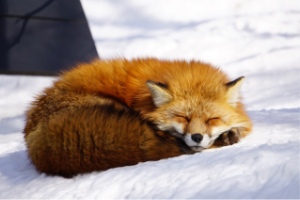 鳥井 真菜子 / Manako Torii