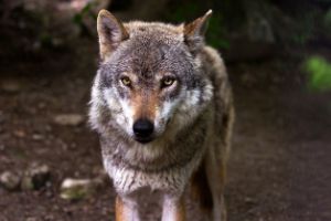 古場 宥志 / Hiroshi Koba