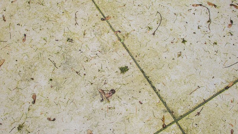 Tegels groene aanslag
