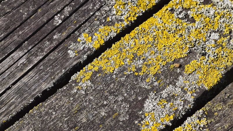 Hout met schimmel erop