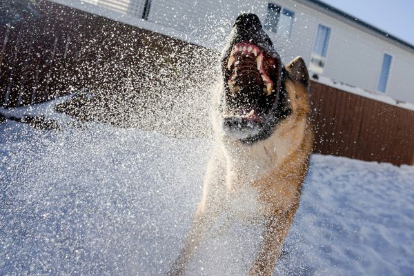 Dog Bite Laws and Injury Claims: A Complete Victim's Guide