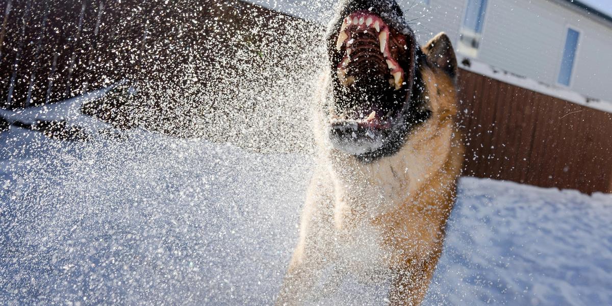 Dog Bite Laws and Injury Claims: A Complete Victim's Guide