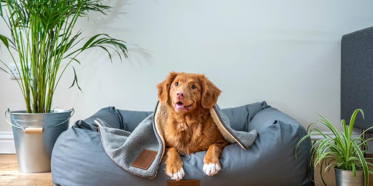 Best Pet Insurance Companies Ranked