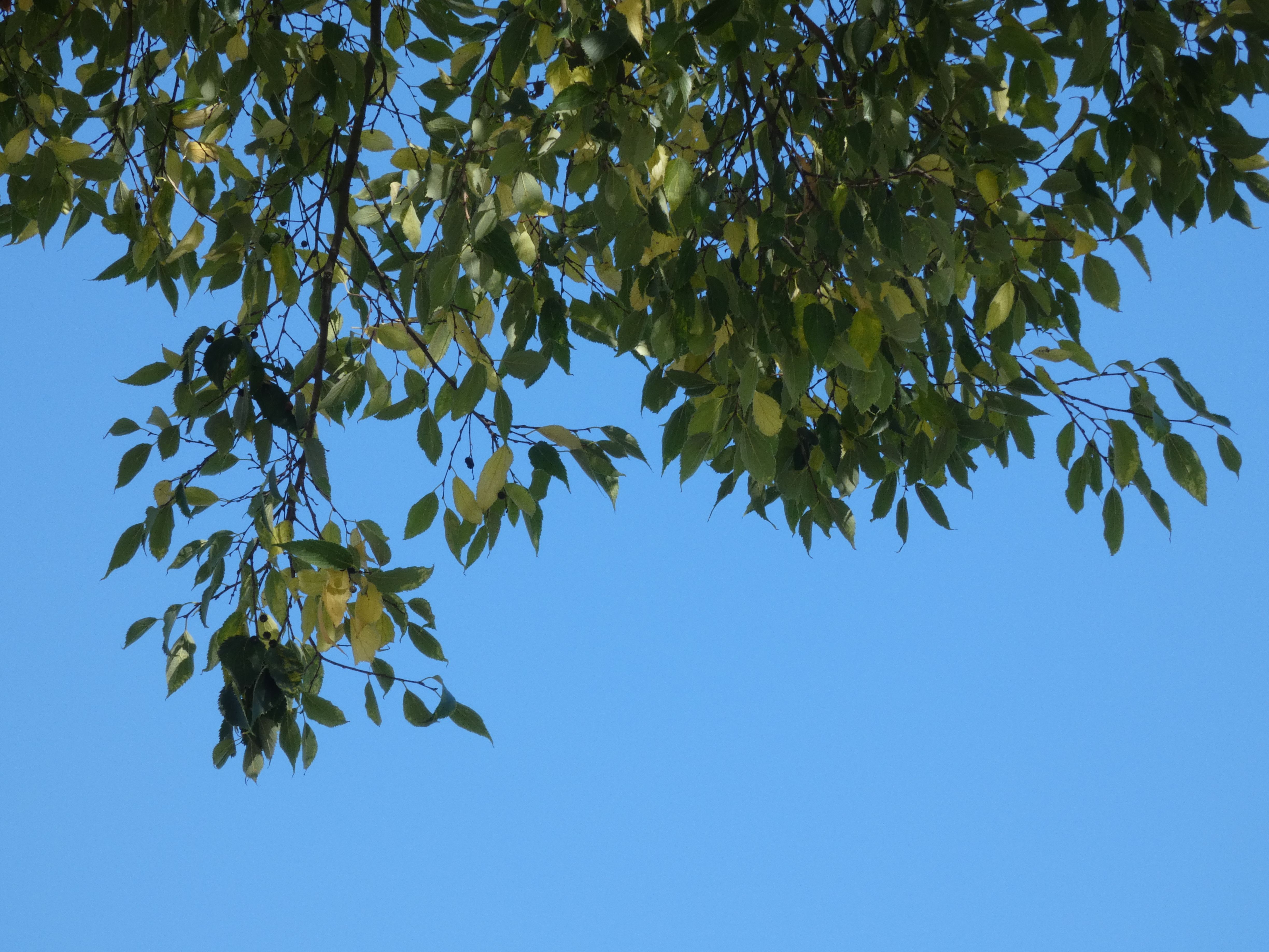 tree leaves from underneath with a blue sky in the background