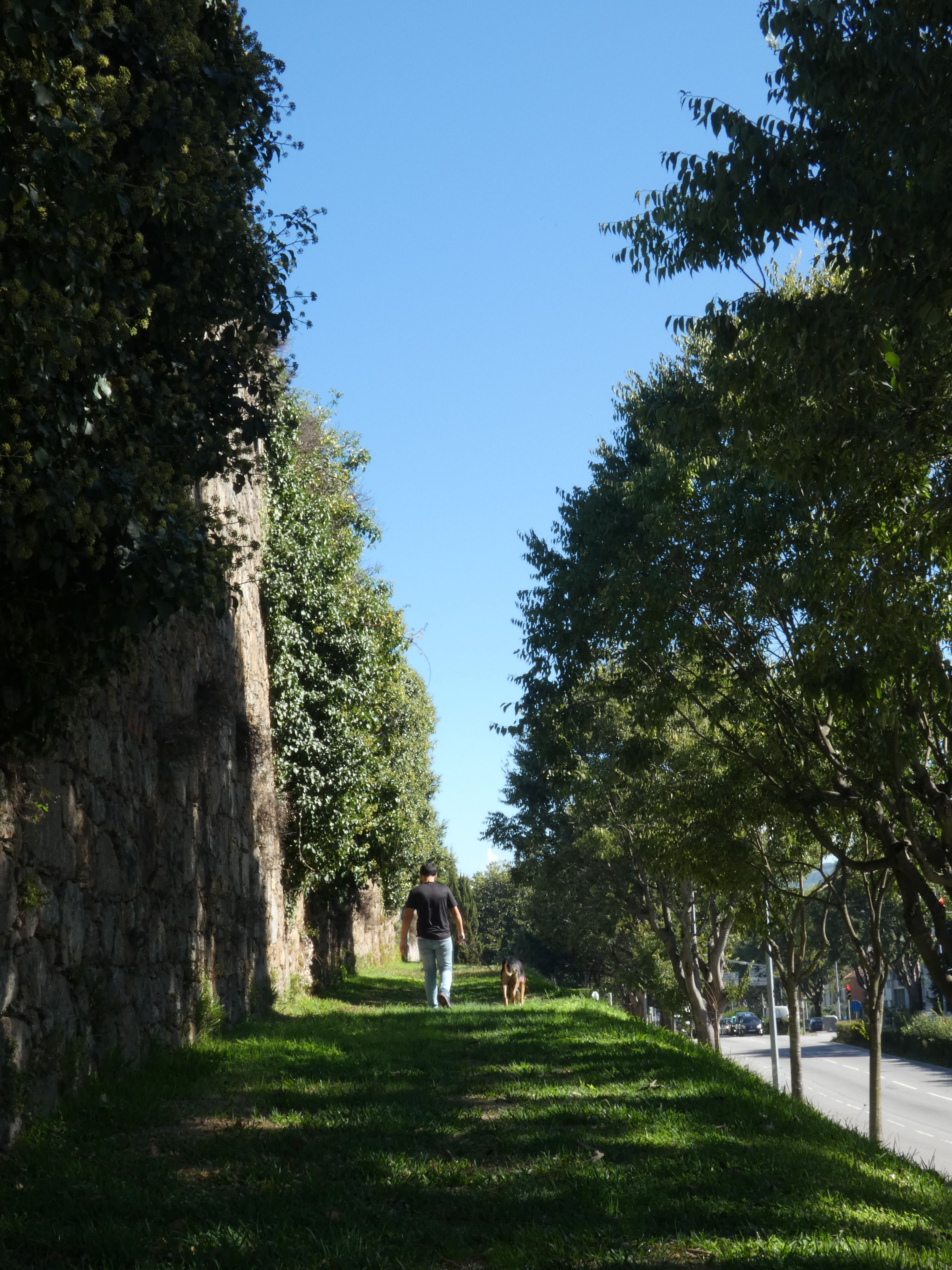 hombre caminando en un parque con su perro