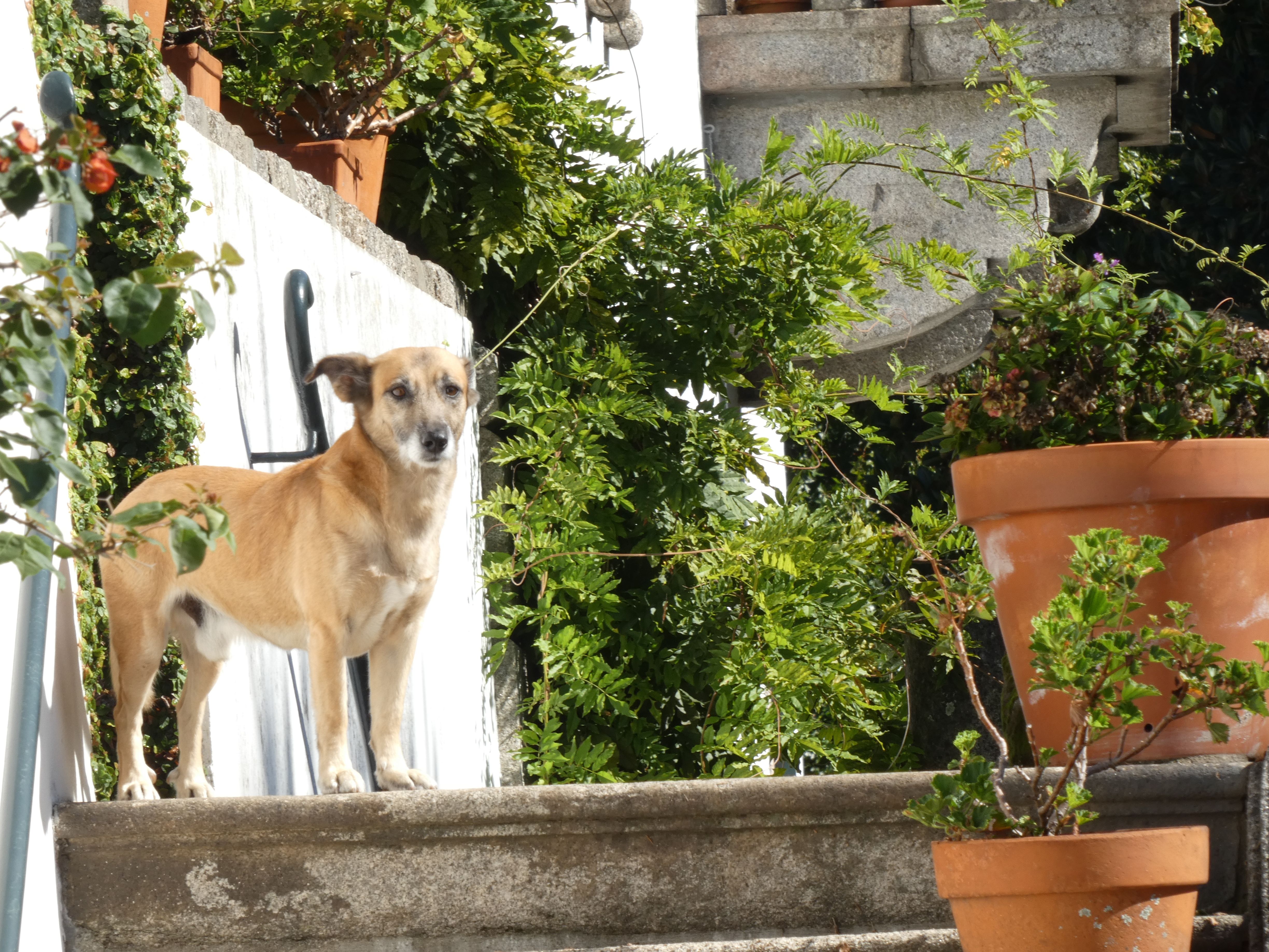 dog on a staircase with a lot of plants, looking at the camera