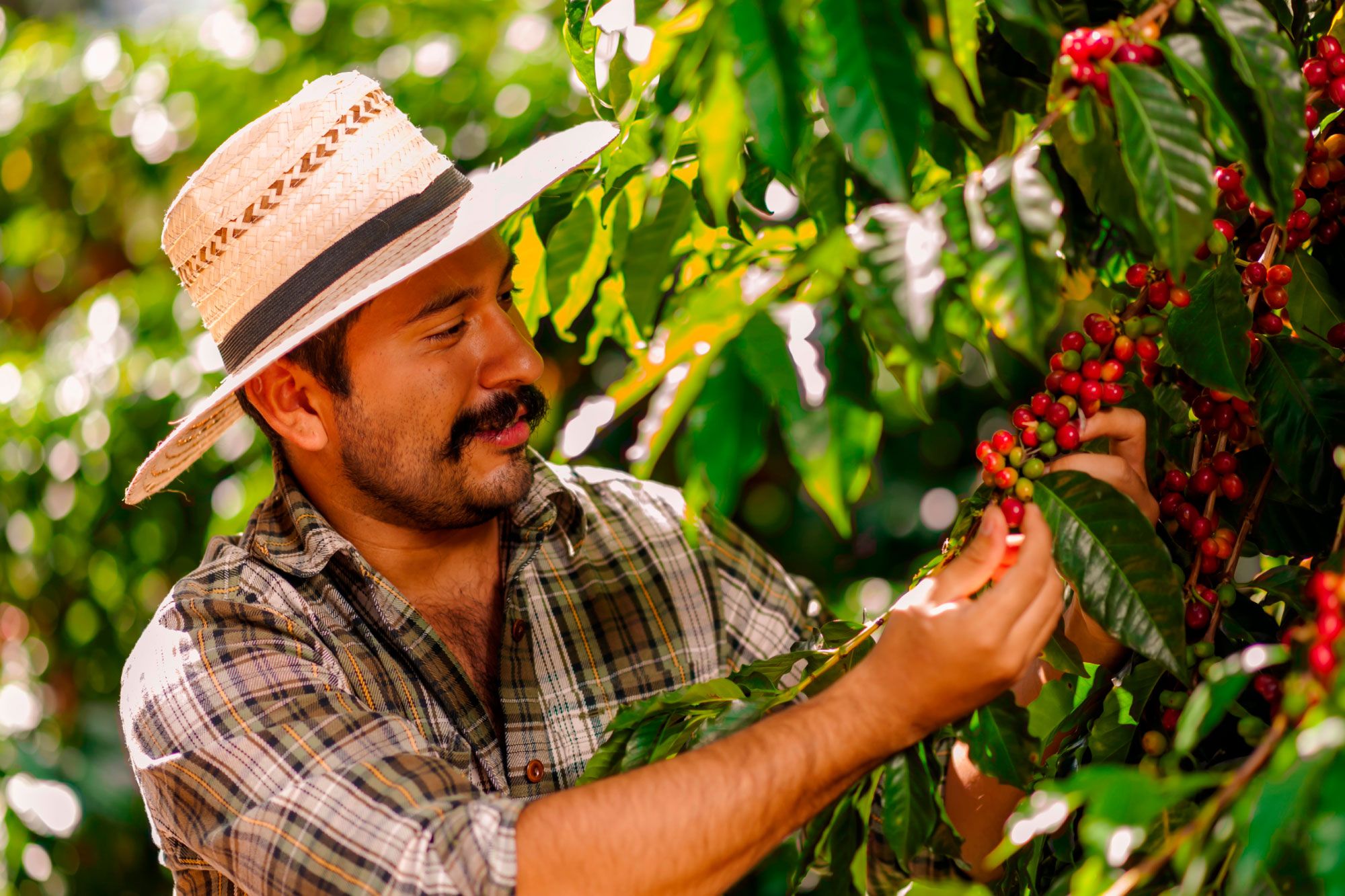 Medellín: Finca de Café y Frutas | Almuerzo Típico | Souvenir
