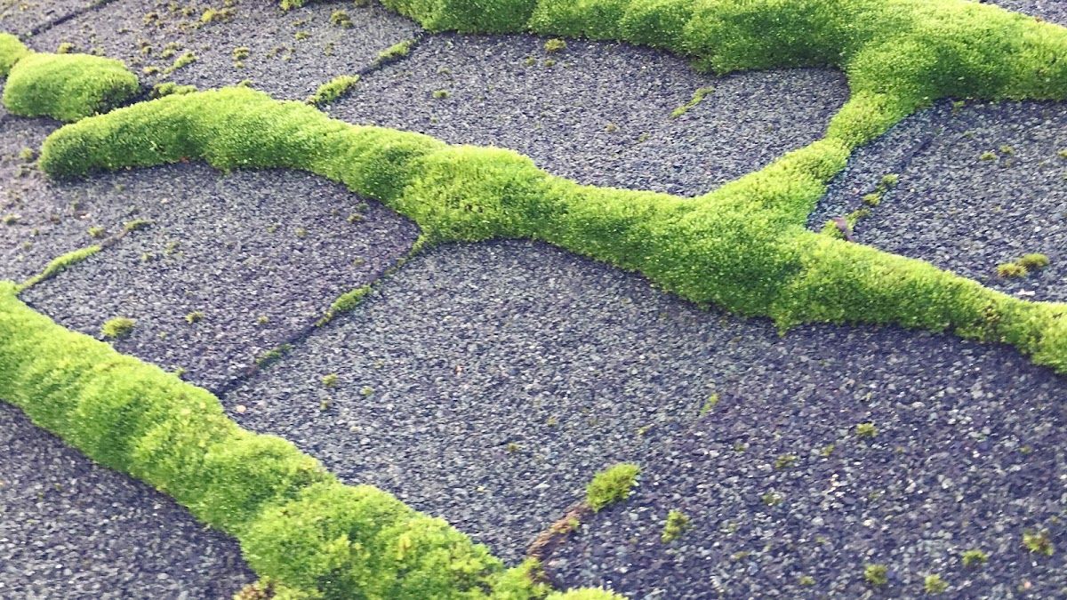 Coastal Roof Cleaning photo