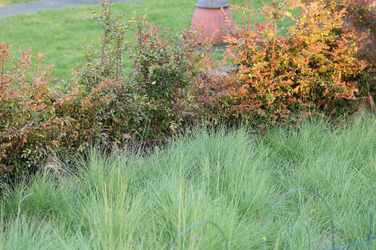 Carleton Landscaping photo