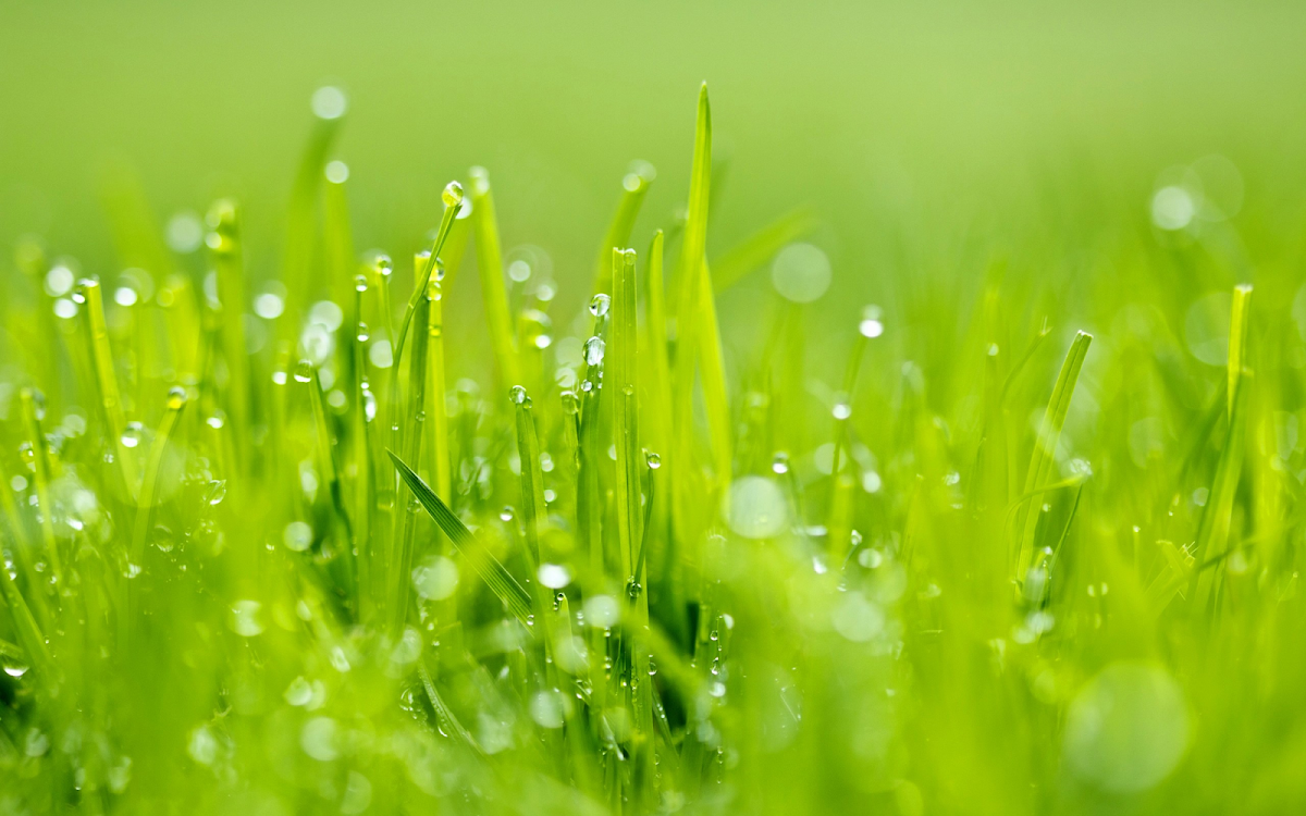 Green Unlimited Lawn and photo