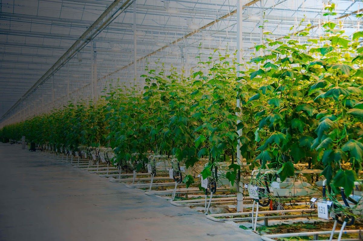 IPM Scoutek photo