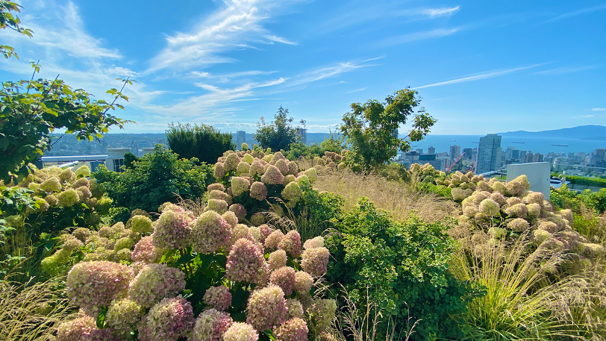 Pristine Green Landscapes photo