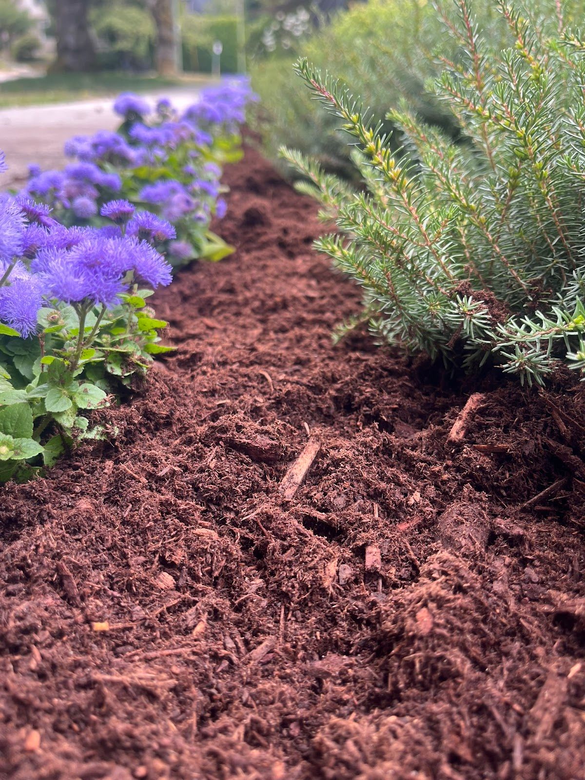 Blossom Landscaping photo