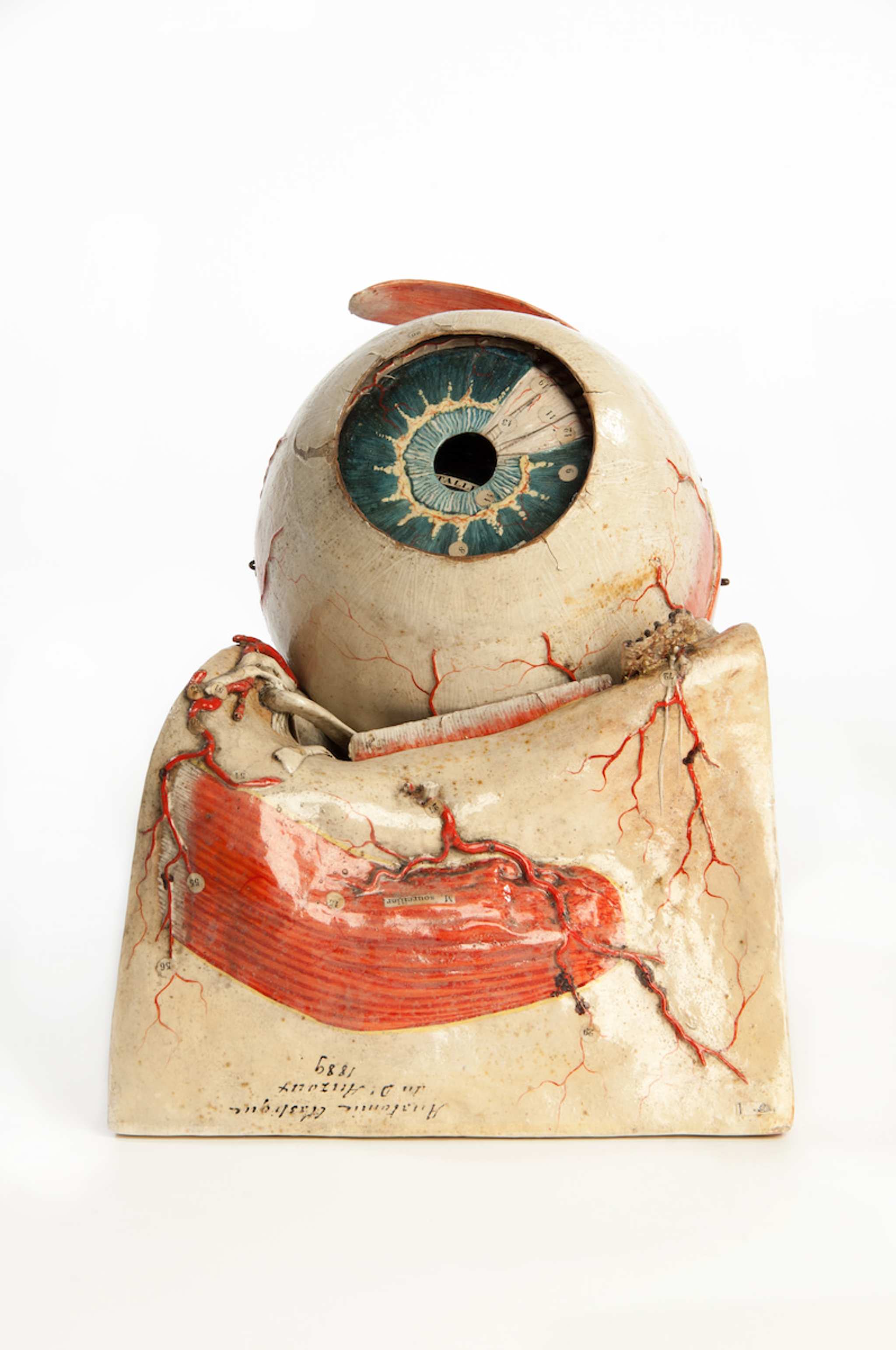 A photograph of an anatomical model of human eye in plaster