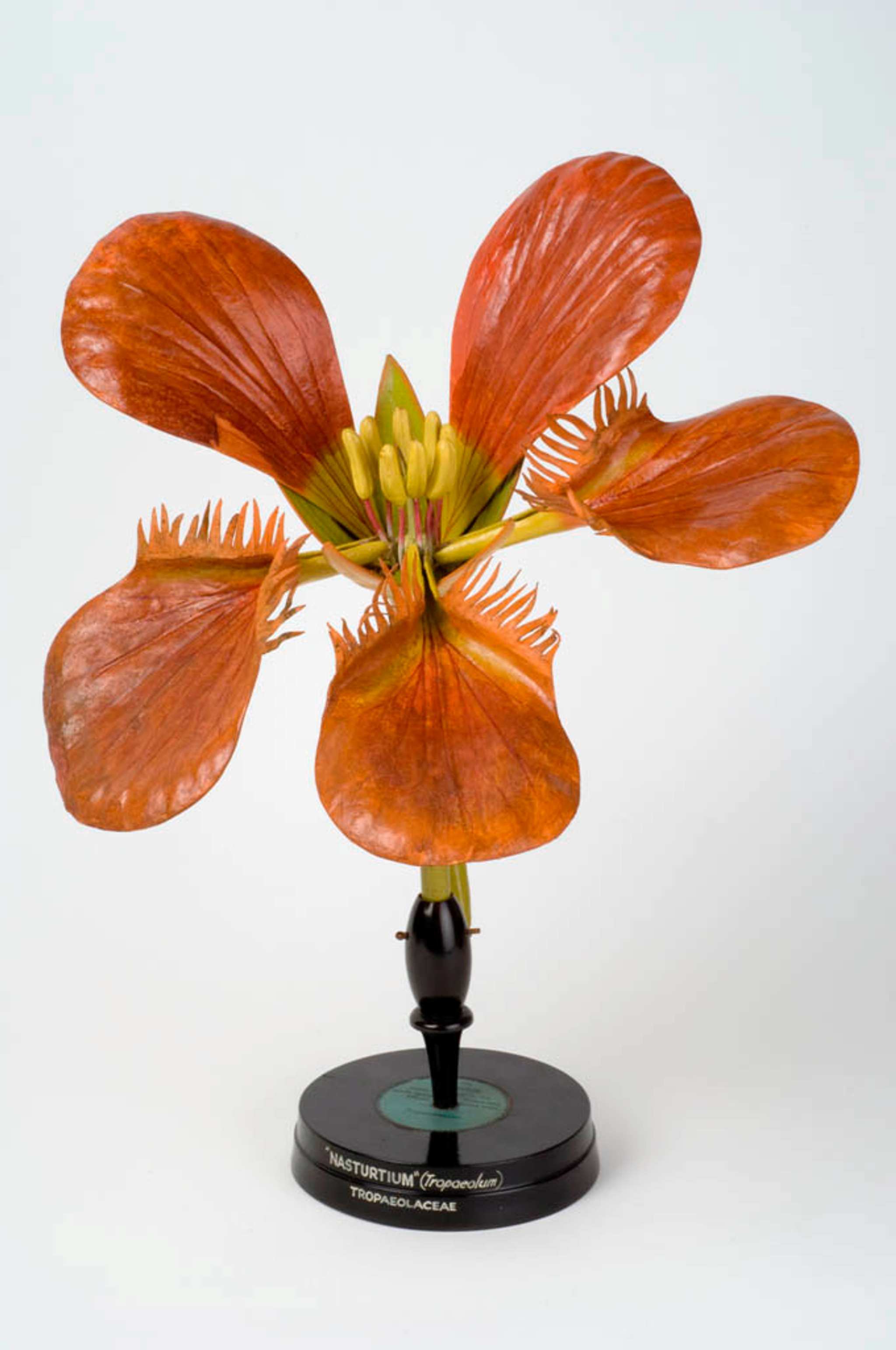 A botanical model of a nasturtium flower on a black stand