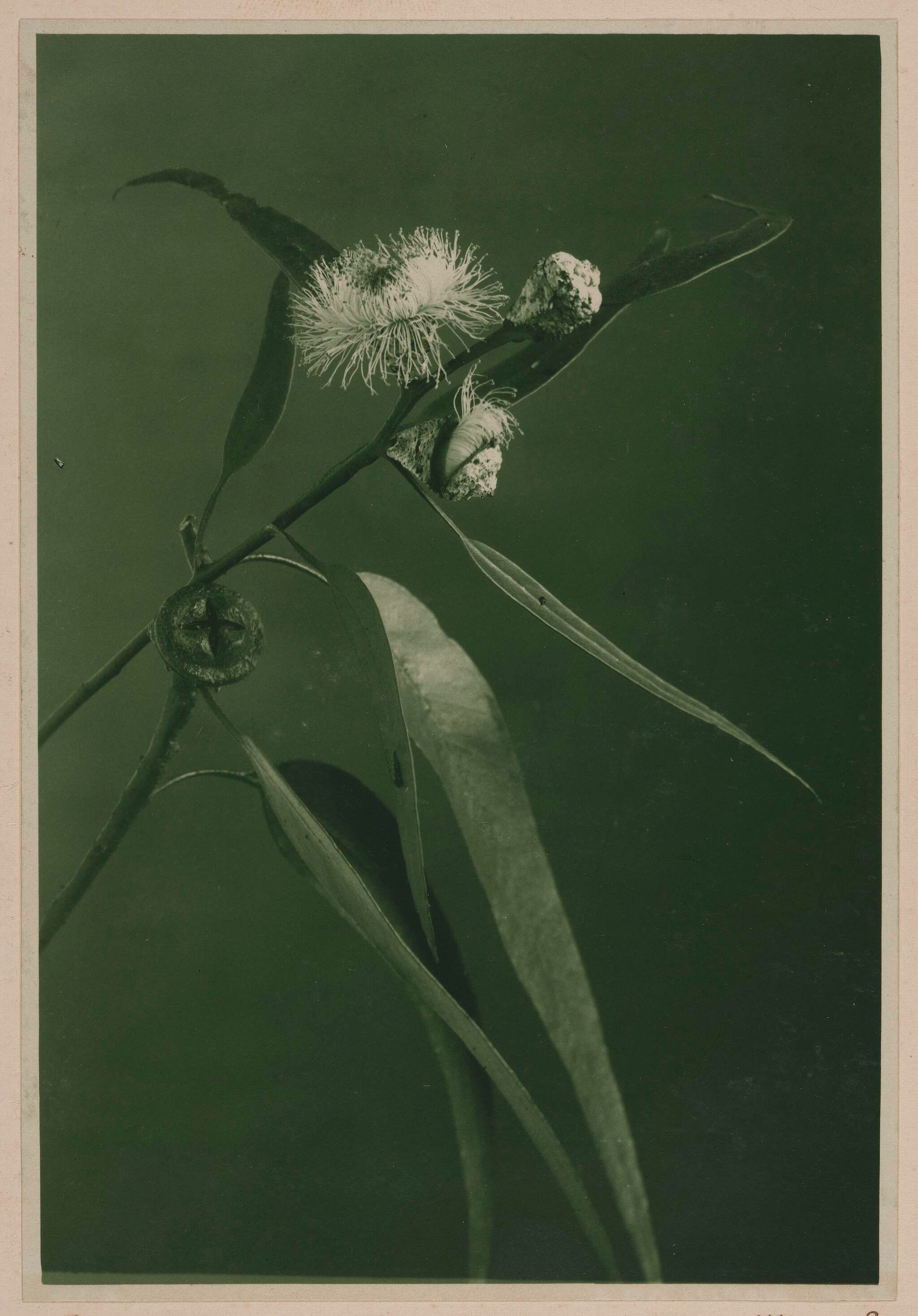 A black-and-white photo of a eucalyptus branch with elongated leaves, clustered round buds, and fluffy white flowers, set against a plain background.
