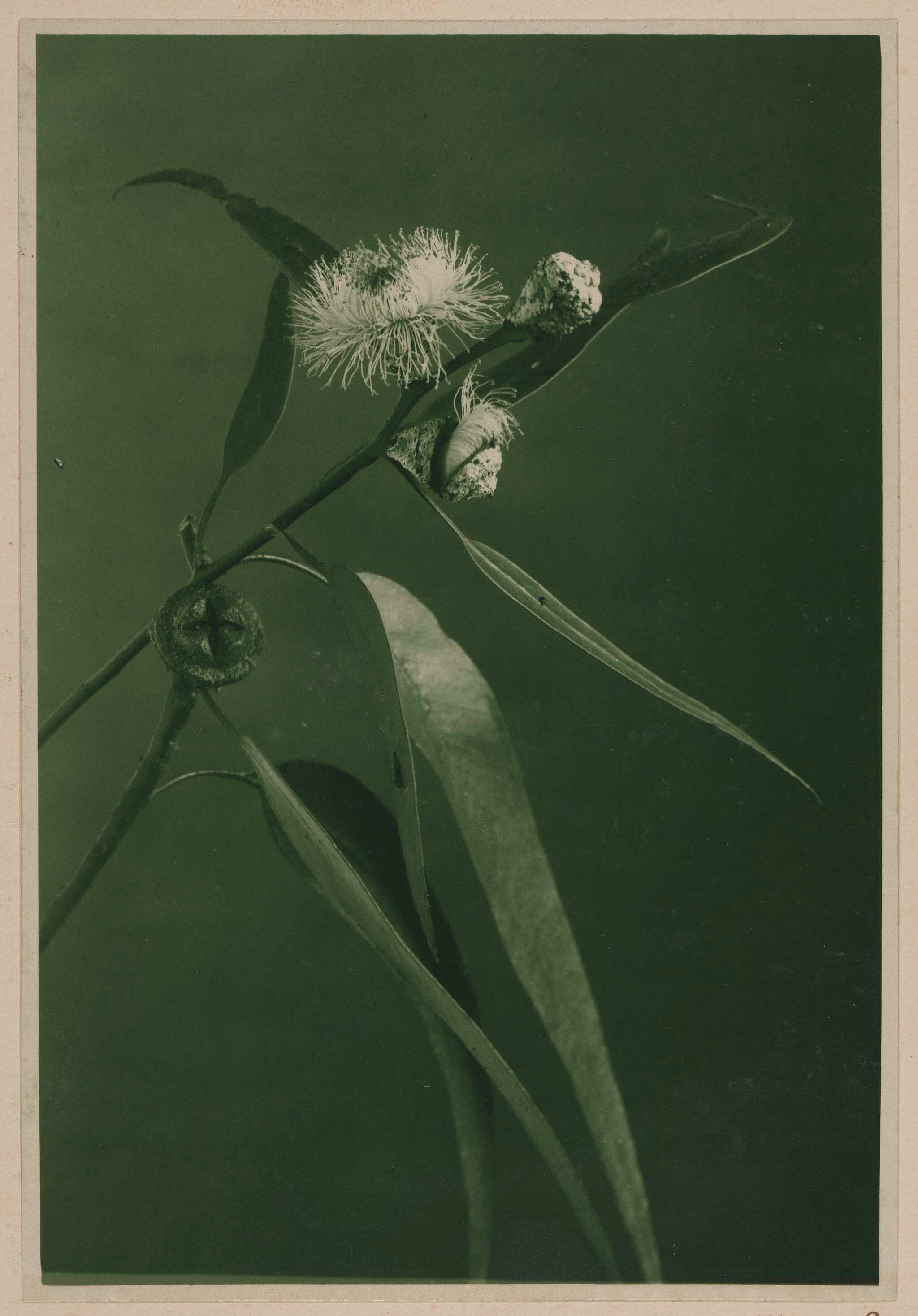 A black-and-white photo of a eucalyptus branch with elongated leaves, clustered round buds, and fluffy white flowers, set against a plain background.