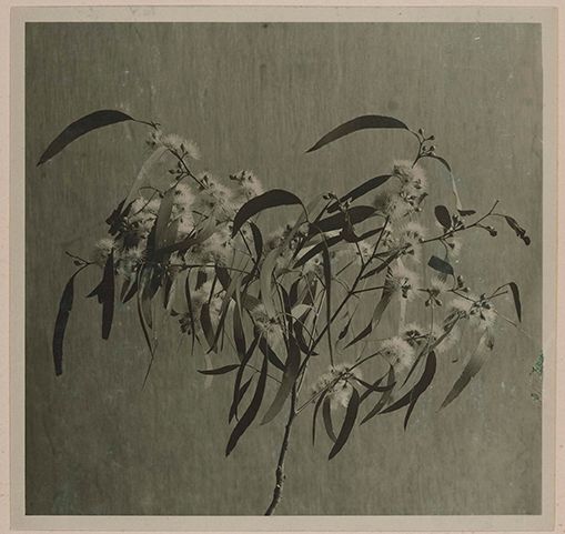 A sepia-toned photograph of a eucalyptus branch with elongated leaves and clusters of small, fluffy flowers against a plain, textured background.