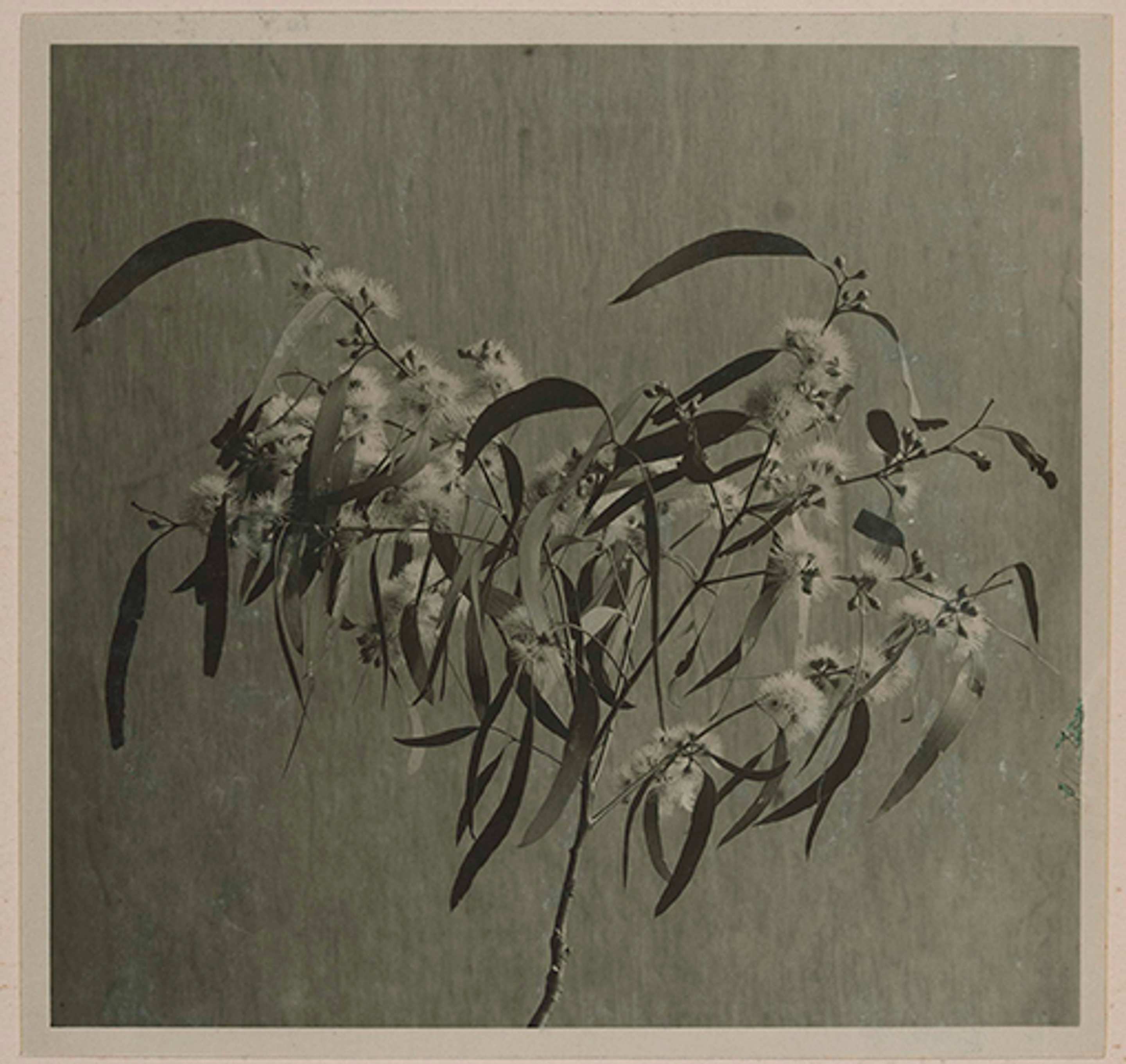 A sepia-toned photograph of a eucalyptus branch with elongated leaves and clusters of small, fluffy flowers against a plain, textured background.