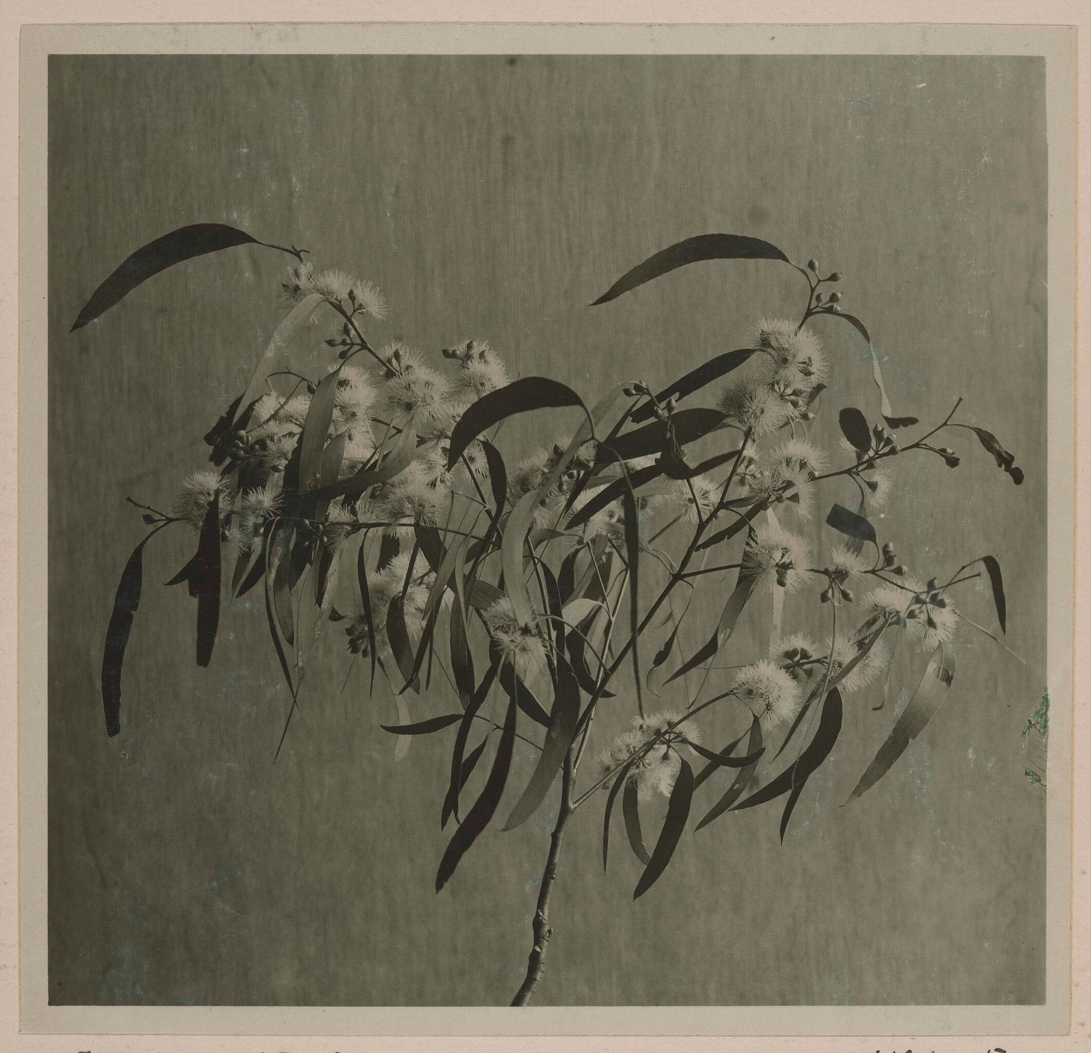 A sepia-toned photograph of a eucalyptus branch with elongated leaves and clusters of small, fluffy flowers against a plain, textured background.