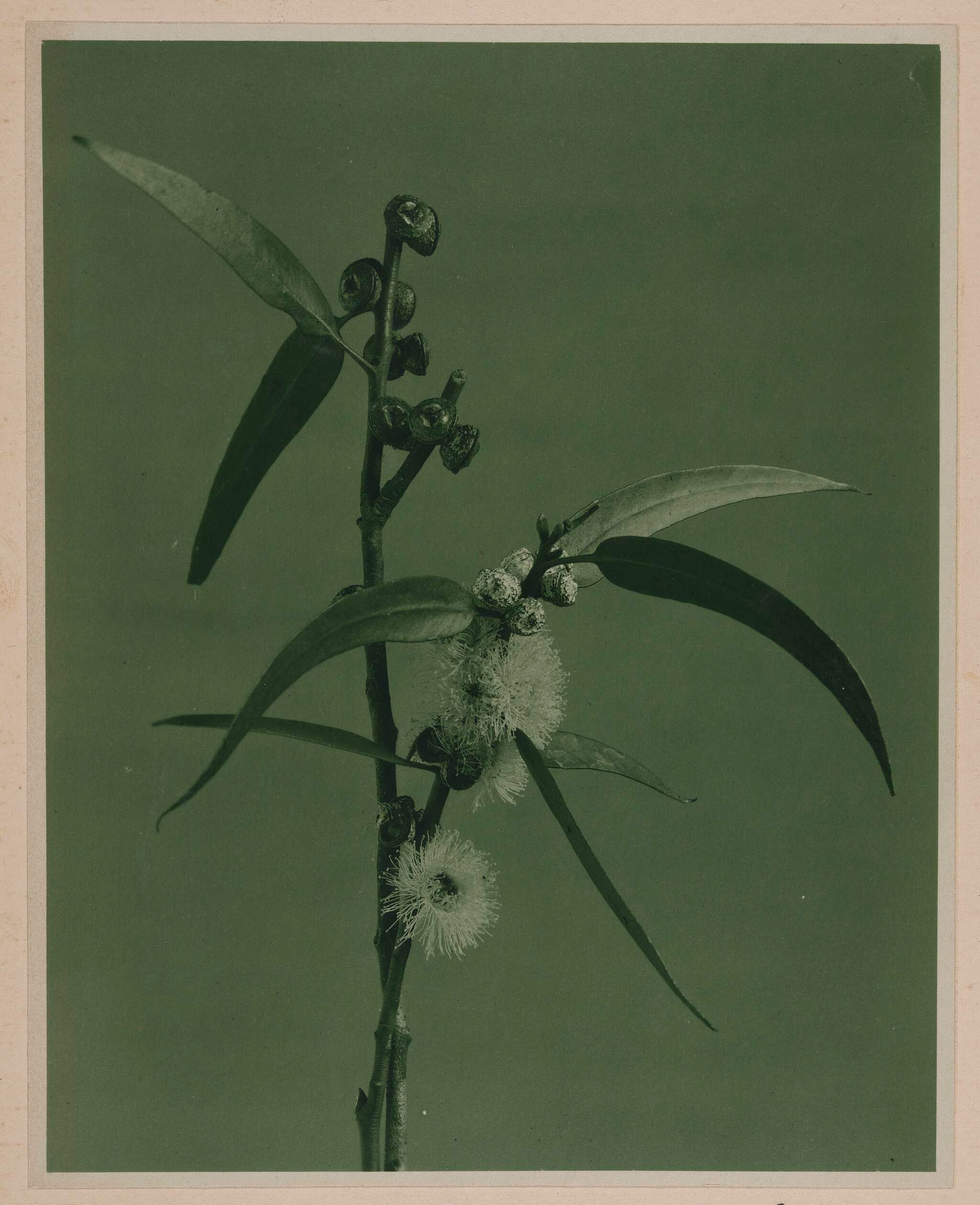 A black-and-white photo of a eucalyptus branch with elongated leaves, clustered round buds, and fluffy white flowers, set against a plain background.