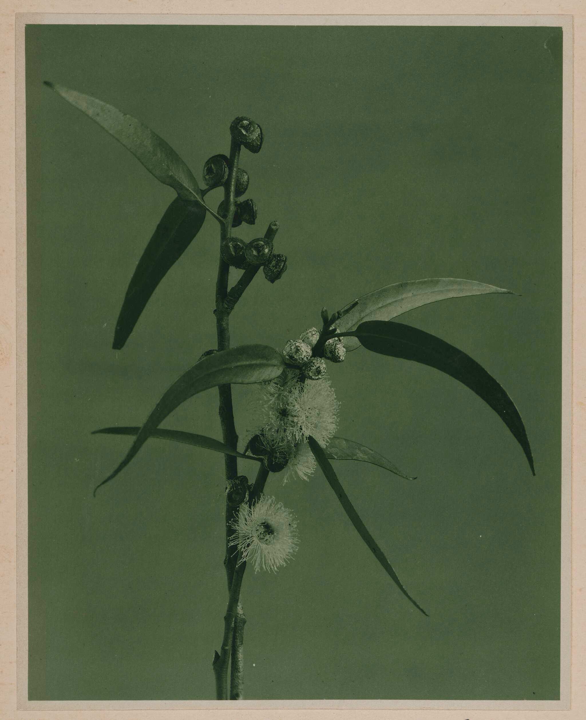A black-and-white photo of a eucalyptus branch with elongated leaves, clustered round buds, and fluffy white flowers, set against a plain background.