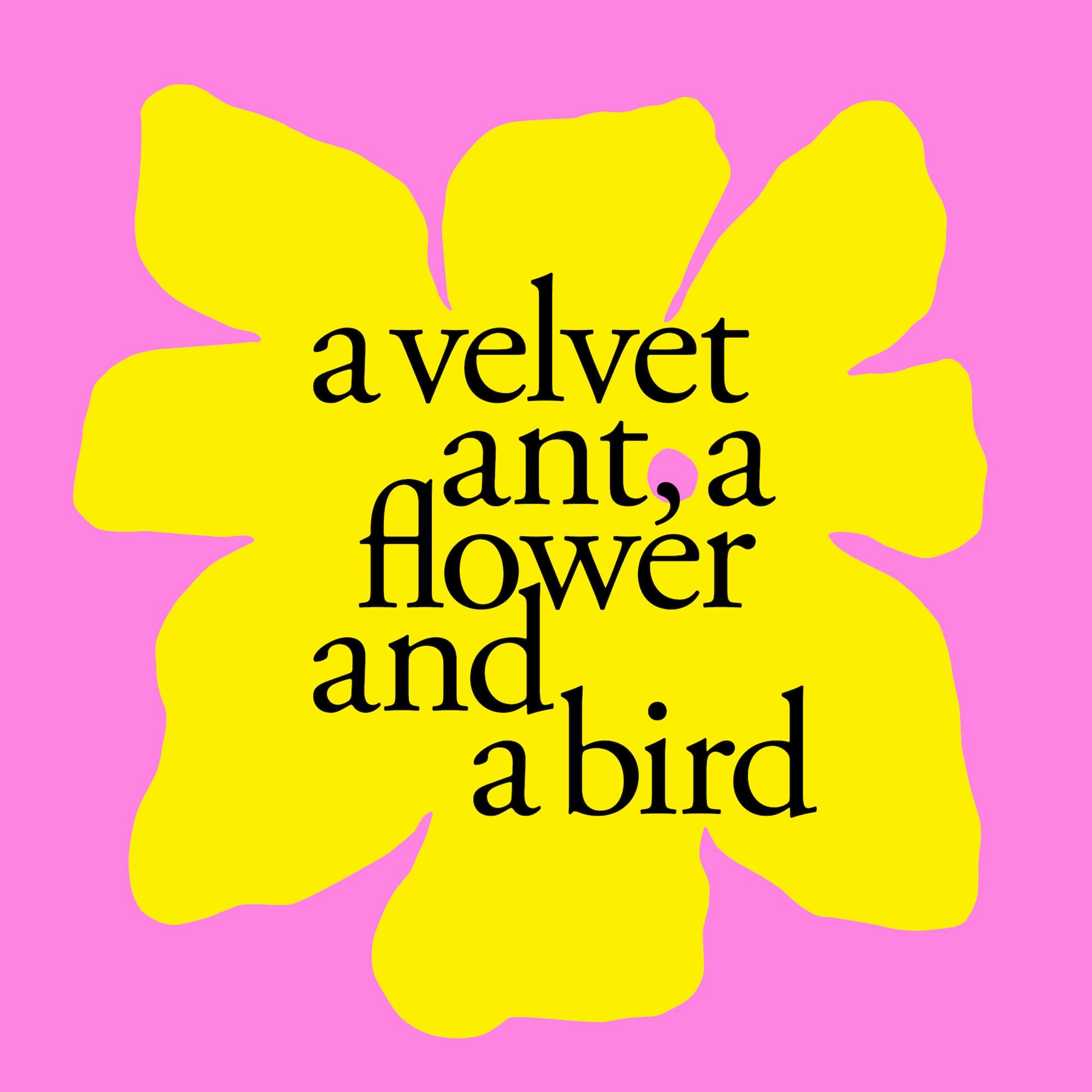 A yellow graphic flower on a pink background with words a velvet ant, a flower and a bird