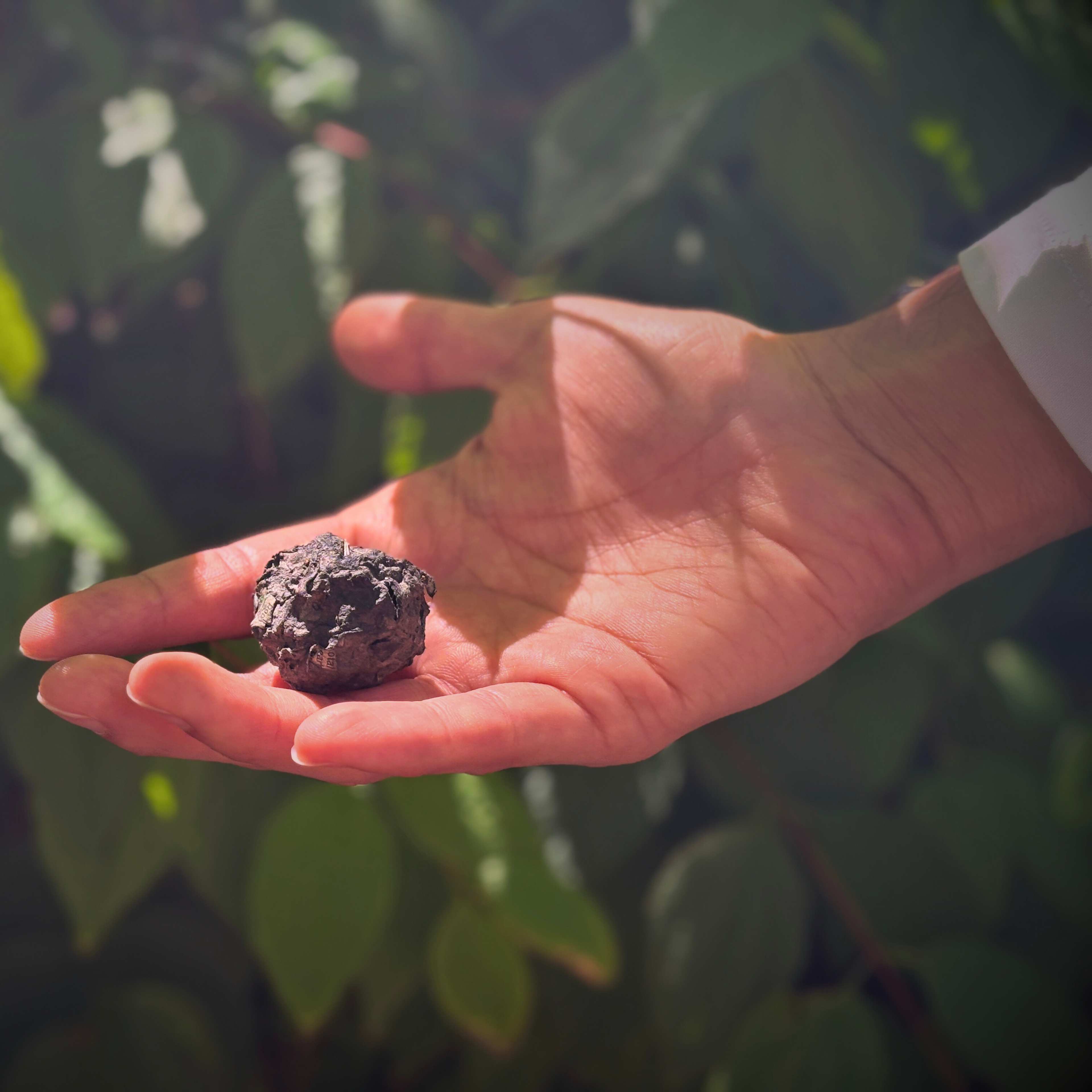 Hand holds a gum tree seed