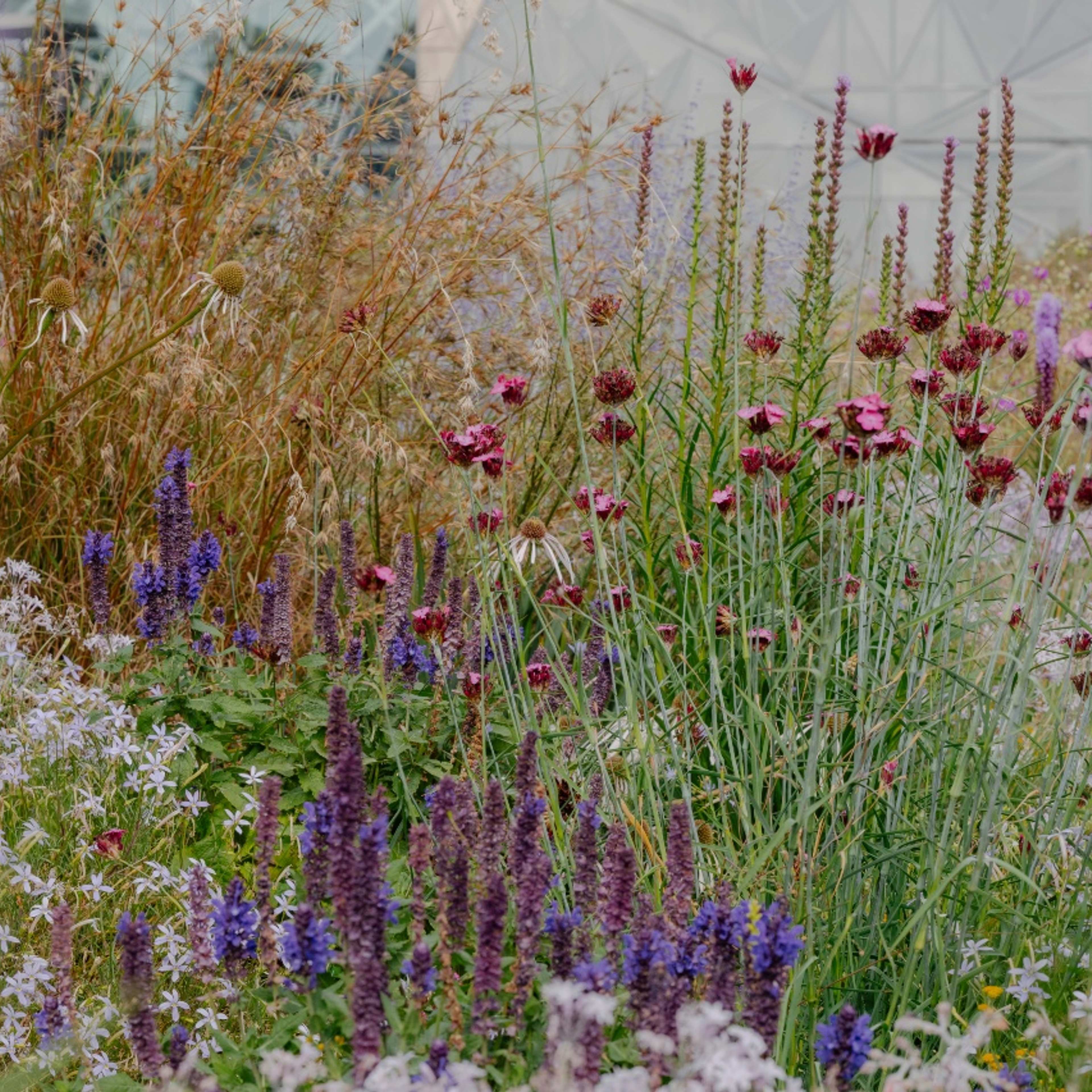 A lush garden of coloured flowers