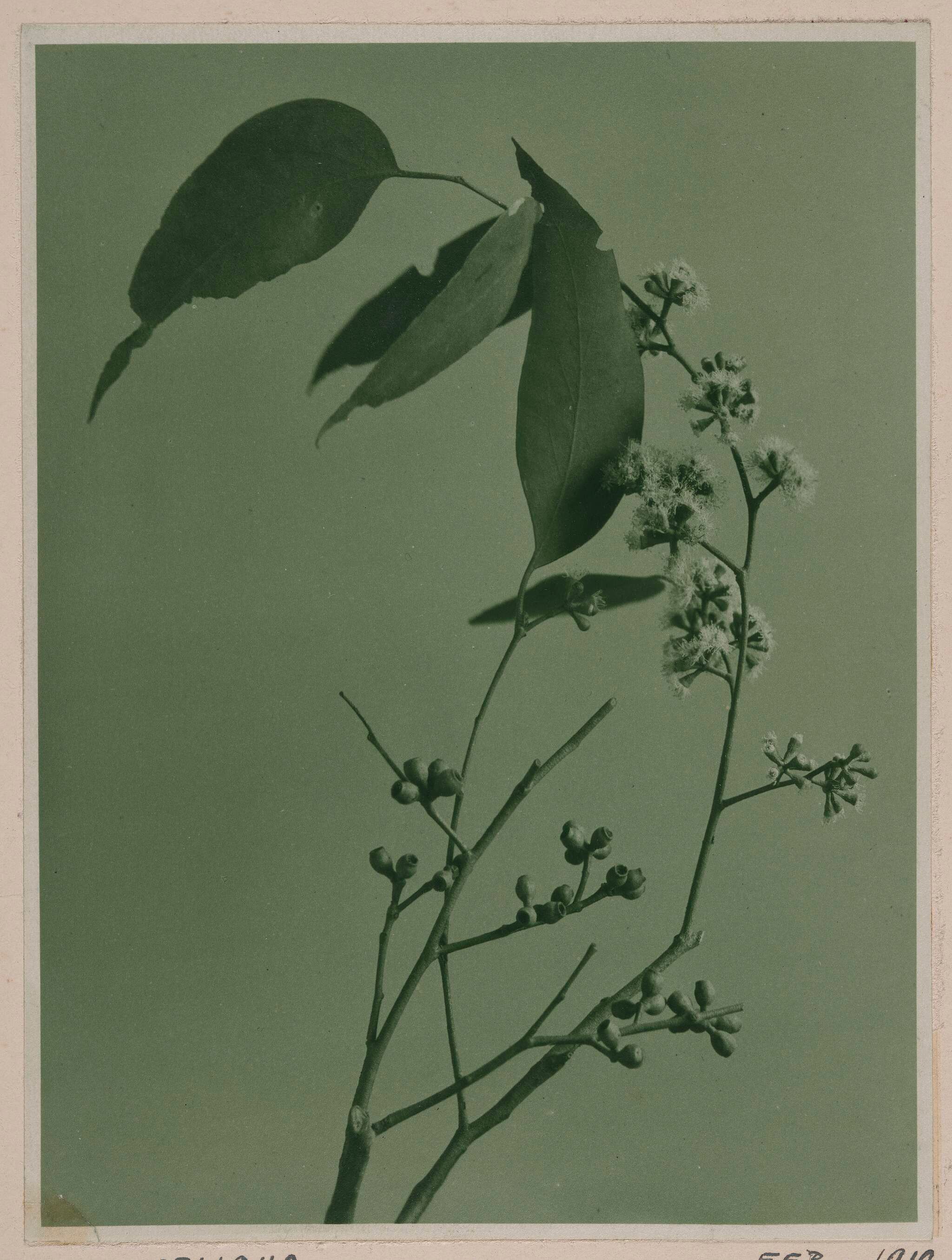 A black-and-white photo of a eucalyptus branch with elongated leaves, clustered round buds, and fluffy white flowers, set against a plain background.