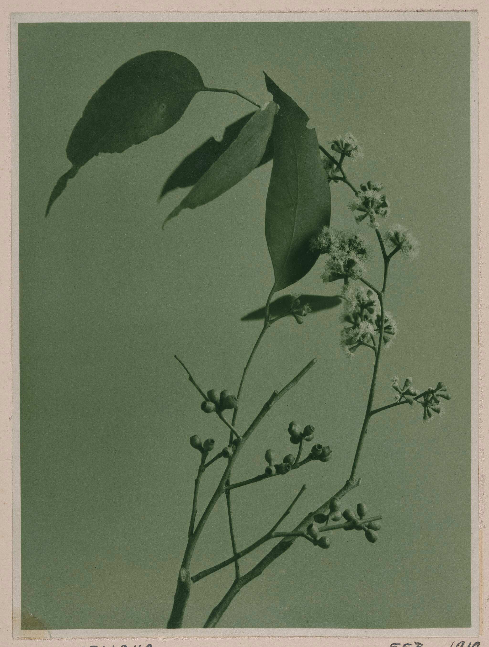 A black-and-white photo of a eucalyptus branch with elongated leaves, clustered round buds, and fluffy white flowers, set against a plain background.