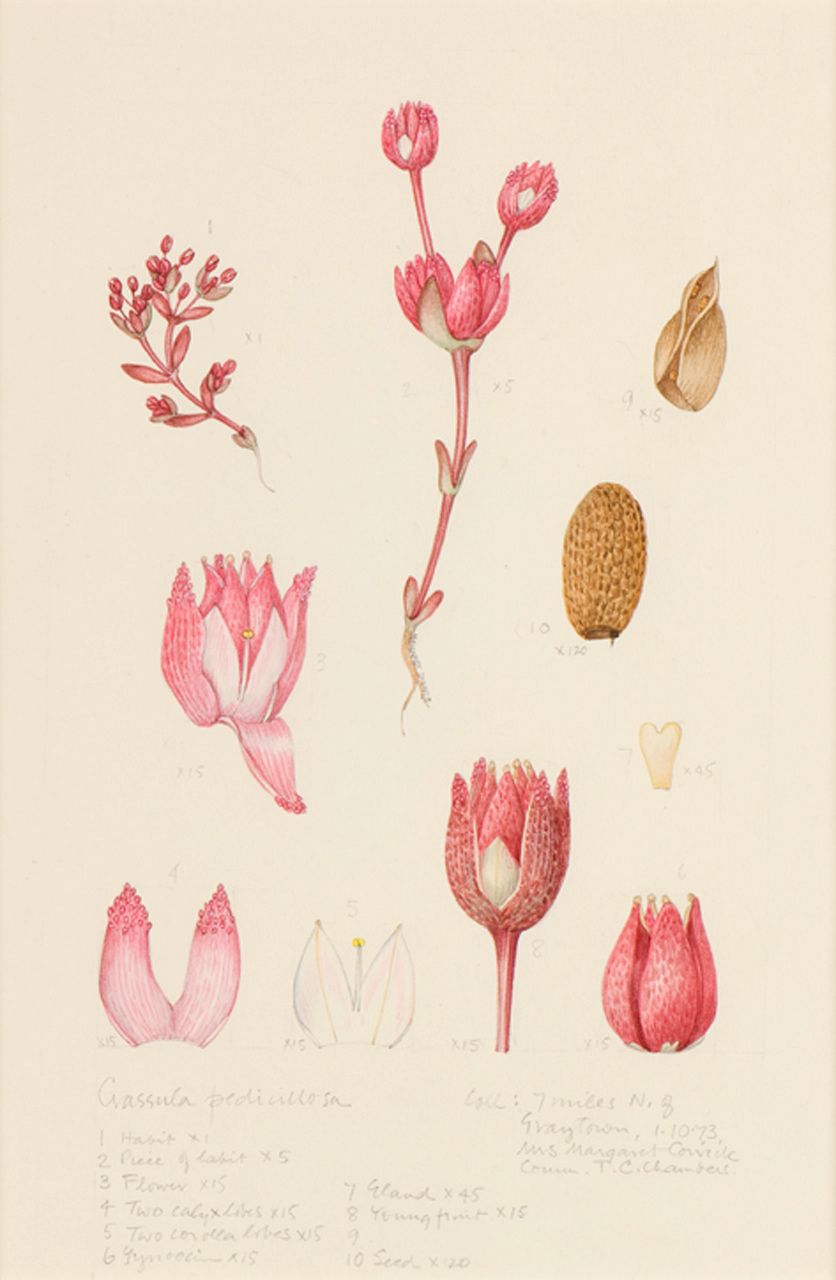 A botanical watercolour of several flowers, seeds, branches and other parts of the plant Crassula pedicellosa in pink and brown