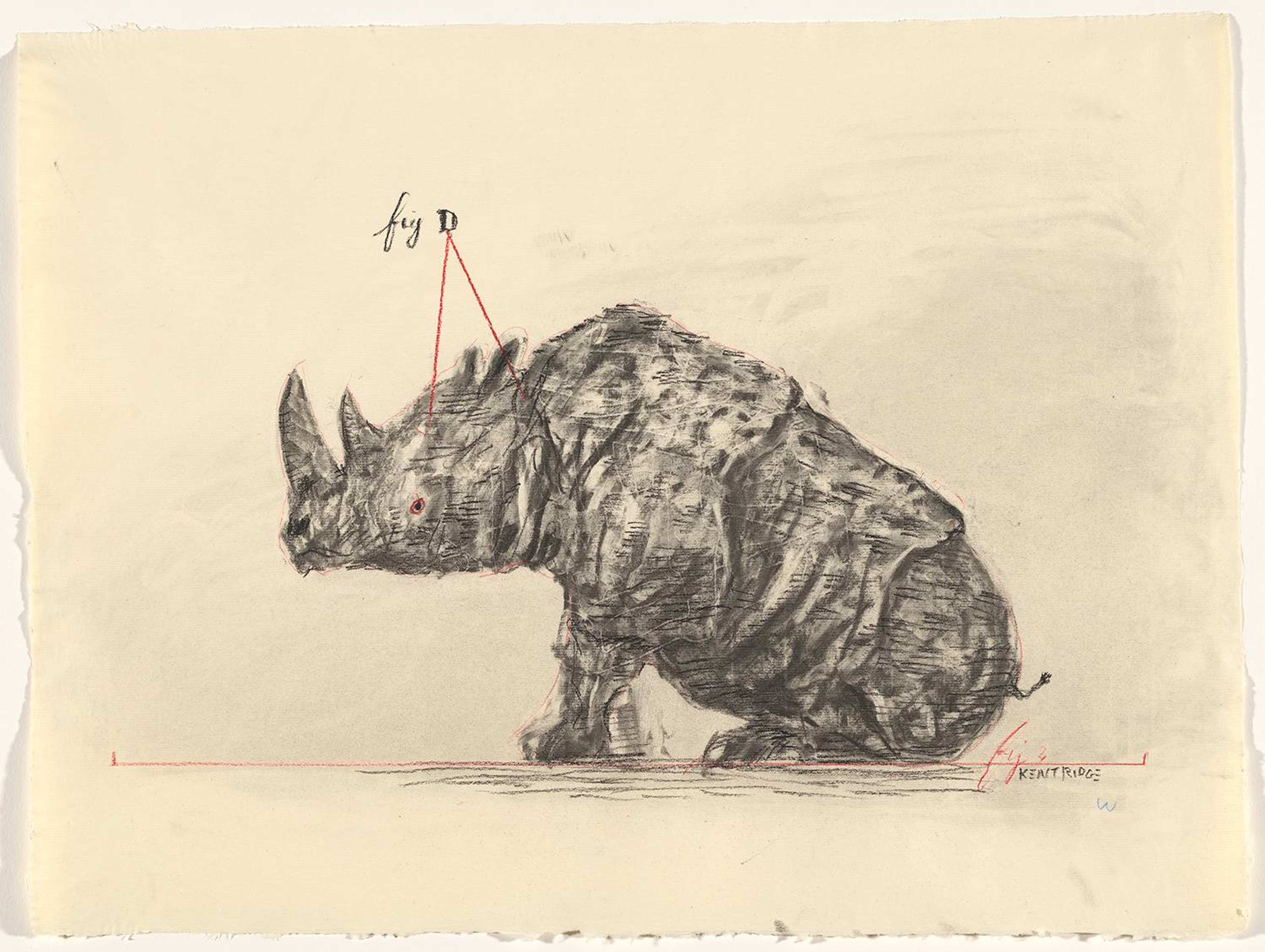 A rhinoceros sitting with red lines pointing to key points drawn with charcoal