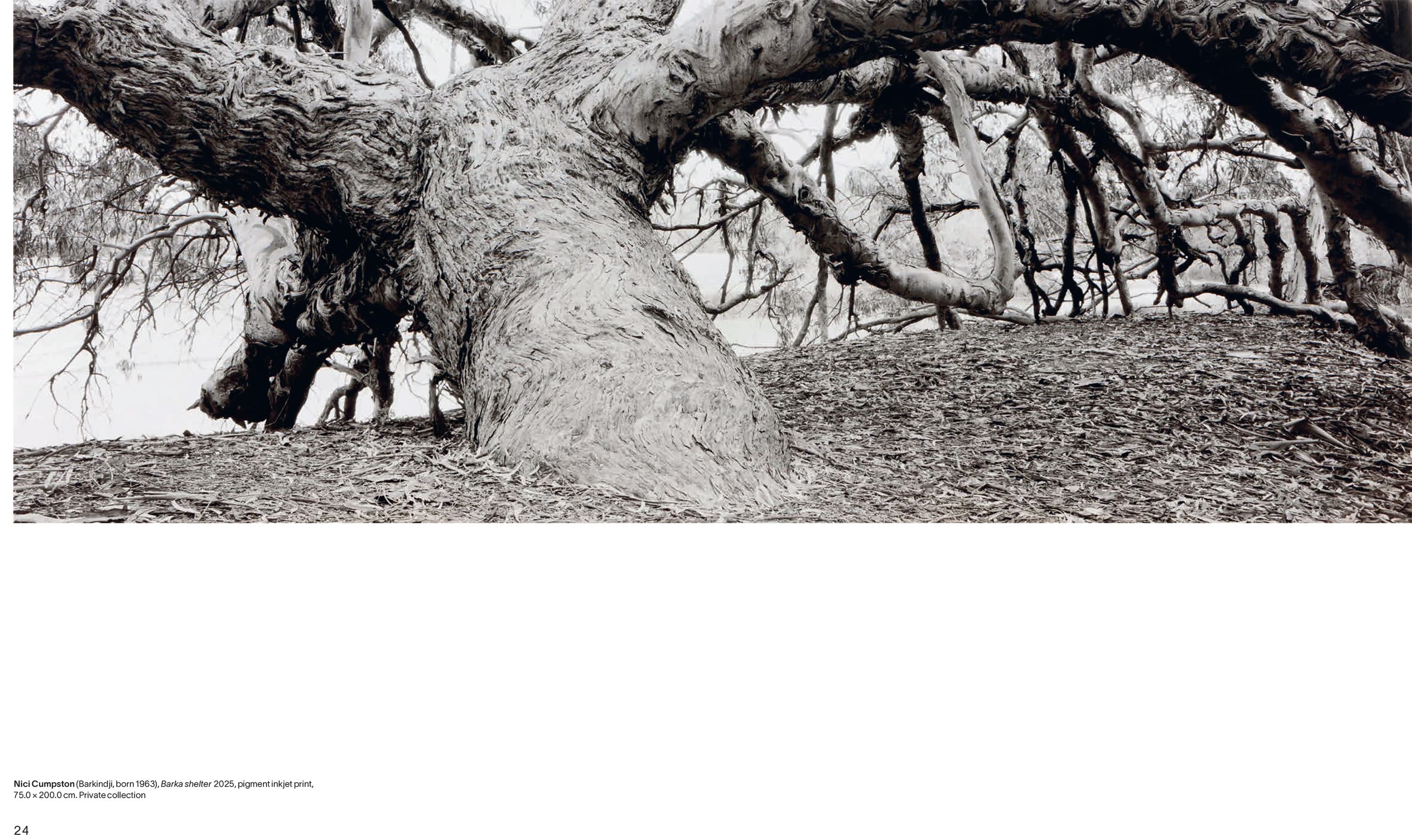 A large, gnarled tree with textured bark sprawls horizontally across a sloping, leaf-covered ground in a black-and-white image. Branches twist outward, creating dramatic shapes against the sky.