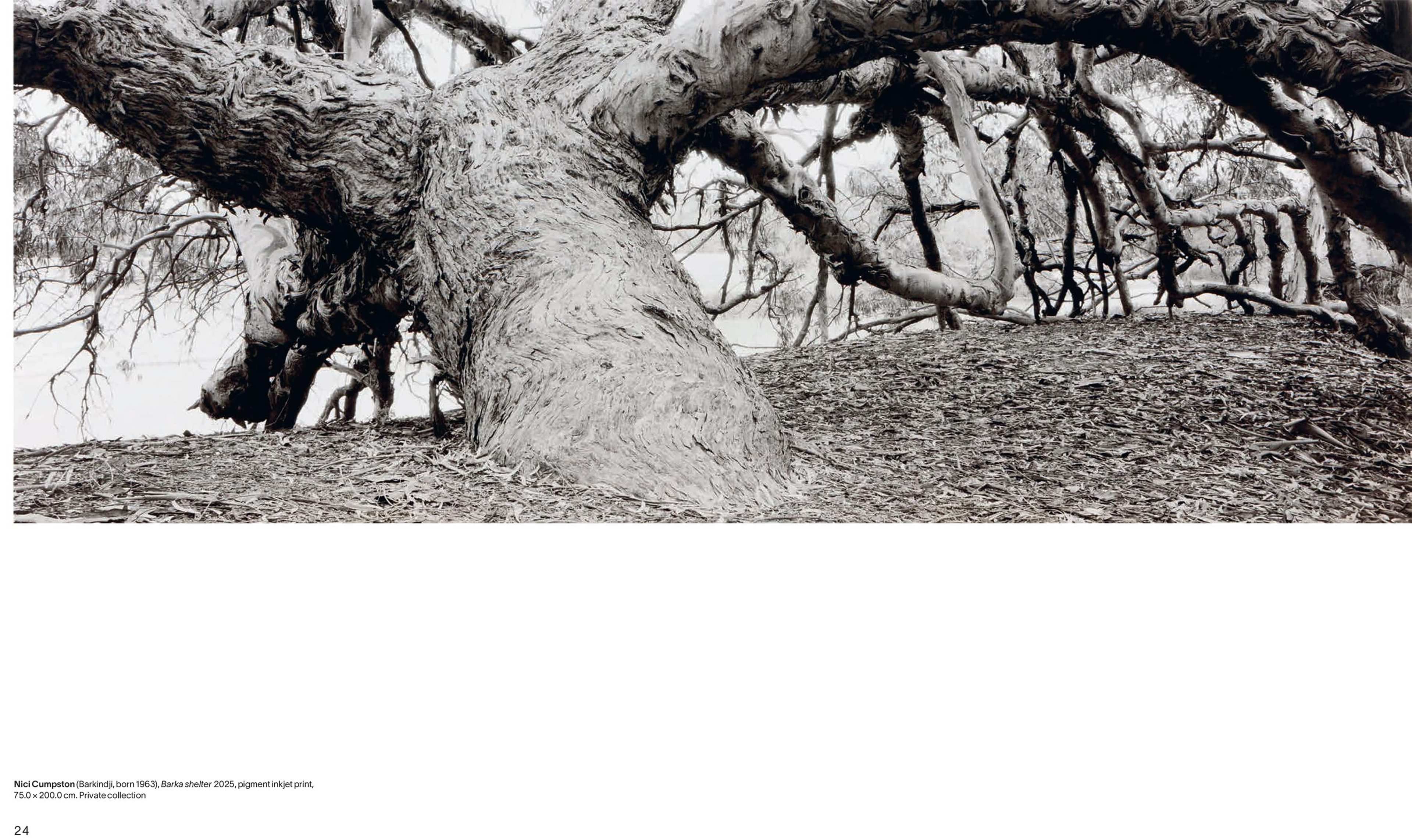 A large, gnarled tree with textured bark sprawls horizontally across a sloping, leaf-covered ground in a black-and-white image. Branches twist outward, creating dramatic shapes against the sky.