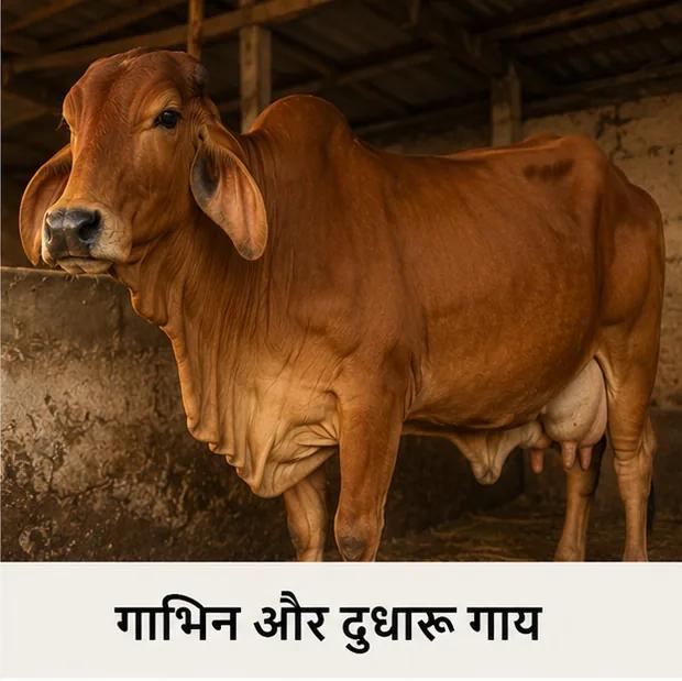गाभिन और दुधारू गाय