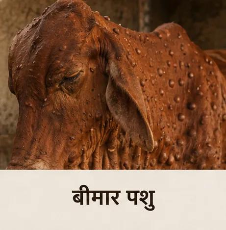 बीमार पशु — गर्दन, कंधे और पीठ पर उभरी हुई गांठें