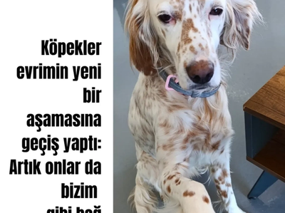 Köpekler evrimin yeni bir aşamasına girdiler. 