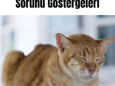 Kedilerde Sağlık Sorunu Göstergeleri