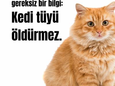 2025 yılı için gereksiz bir bilgi: Kedi Tüyü Öldürmez.