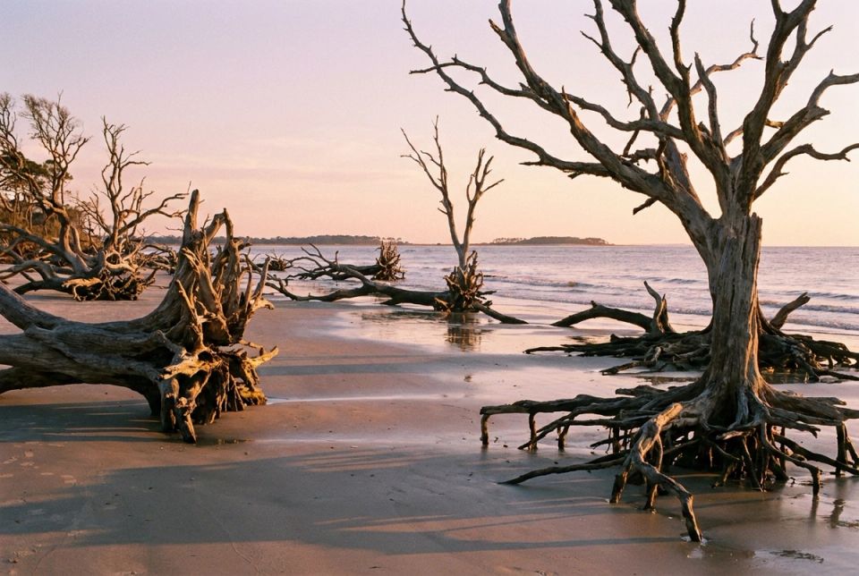Driftwood Beach on Jekyll Island near Brunswick