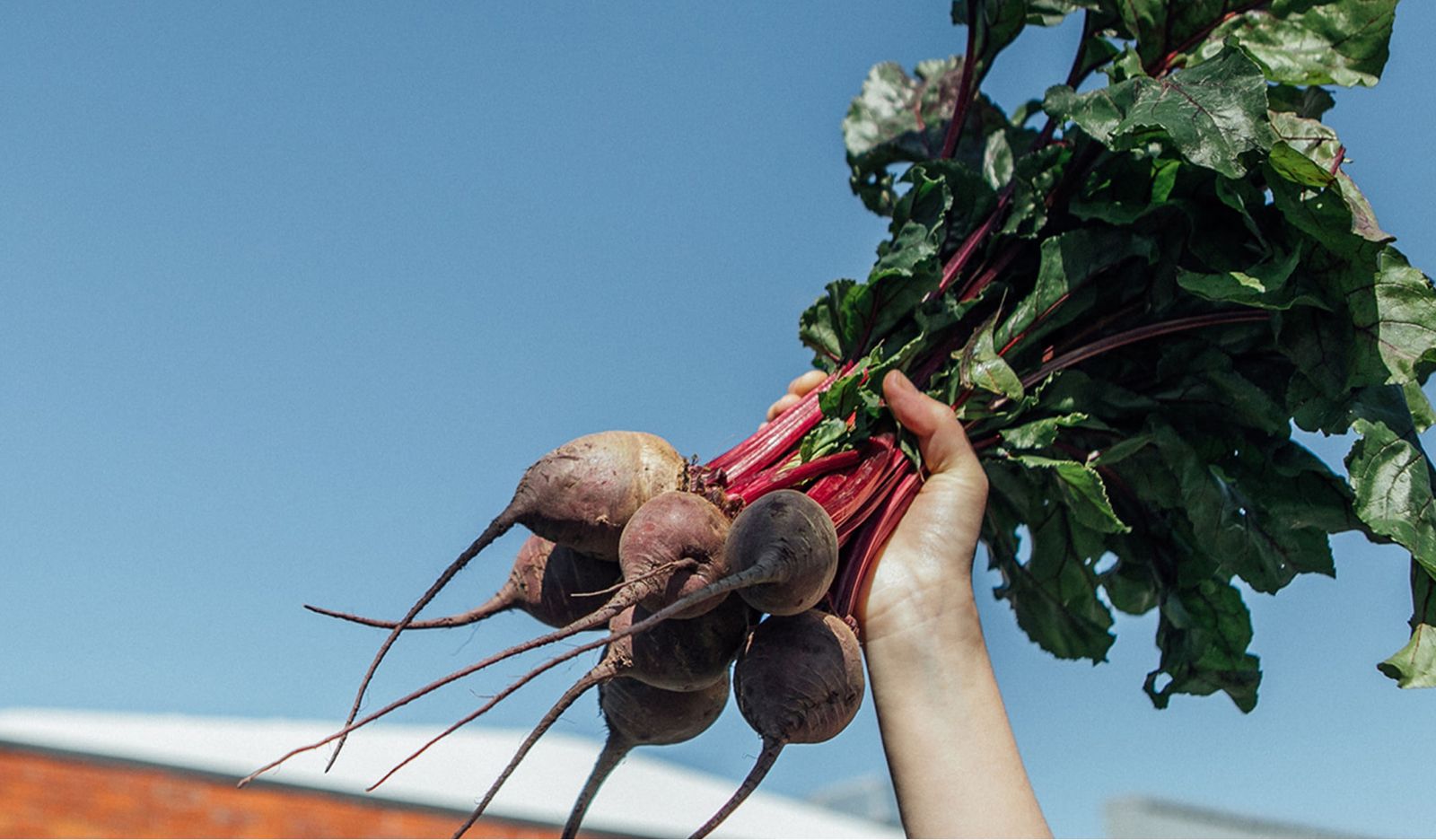 A hand holding a bunch of beets