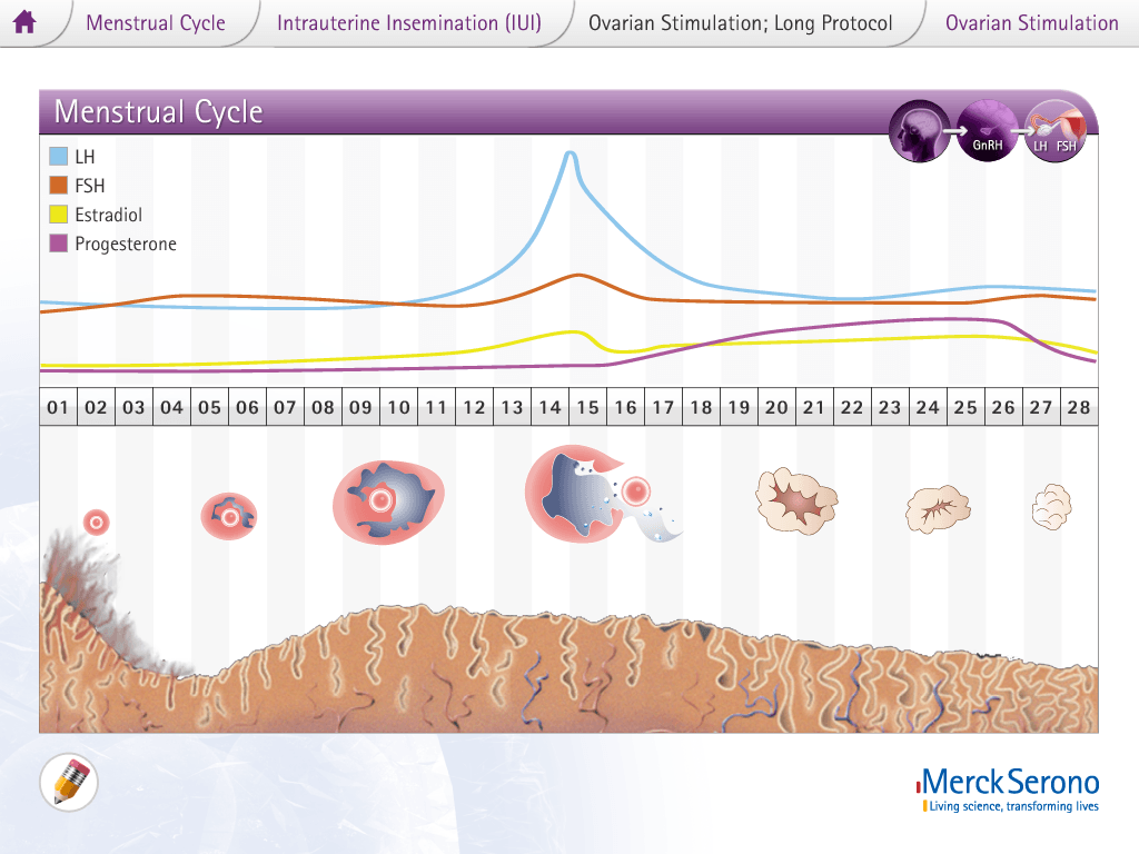 Interactive eLearning visualization of menstrual cycle displaying hormone levels, LH surge, and ovarian follicle development for medical training